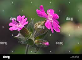 Attēlu rezultāti vaicājumam “Silene dioica”