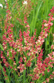 Attēlu rezultāti vaicājumam “Rumex acetosa flower”