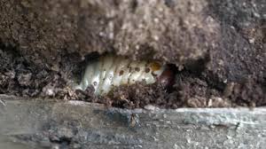 Attēlu rezultāti vaicājumam “Oryctes nasicornis larva”