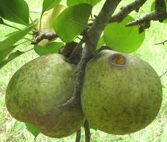 Attēlu rezultāti vaicājumam “Pyrus pyraster fruit”