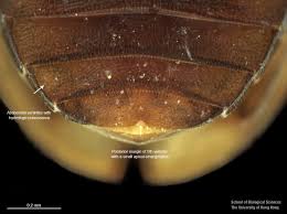 Attēlu rezultāti vaicājumam “Enochrus affinis”