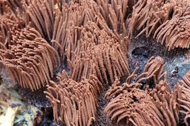 Attēlu rezultāti vaicājumam “Stemonitis axifera var. smithii spores”