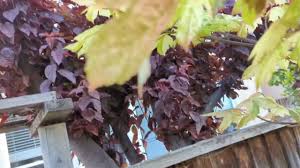 Attēlu rezultāti vaicājumam “Acer pseudoplatanus fo. purpurascens leaf”