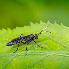 Attēlu rezultāti vaicājumam “Ichneumonidae”
