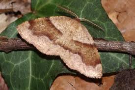 Attēlu rezultāti vaicājumam “Plagodis pulveraria”