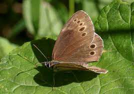Attēlu rezultāti vaicājumam “Lopinga achine upperside”