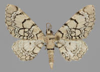 Attēlu rezultāti vaicājumam “Eupithecia venosata”