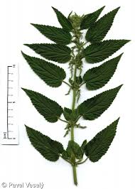 Attēlu rezultāti vaicājumam “Urtica dioica”