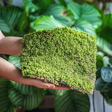 Attēlu rezultāti vaicājumam “Hypnum pallescens”