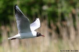 Attēlu rezultāti vaicājumam “Larus ridibundus eggs”