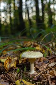Attēlu rezultāti vaicājumam “Amanita citrina”