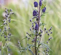 Attēlu rezultāti vaicājumam “Aconitum napellus flower”
