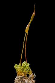 Attēlu rezultāti vaicājumam “Barbula unguiculata”