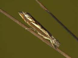 Attēlu rezultāti vaicājumam “Platytes alpinella”