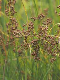 Attēlu rezultāti vaicājumam “Juncus gerardii bud”