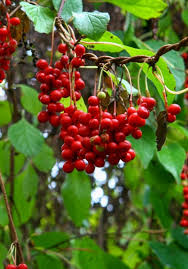 Attēlu rezultāti vaicājumam “Schisandra chinensis”