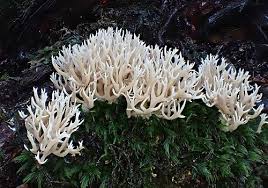 Attēlu rezultāti vaicājumam “Lentaria”