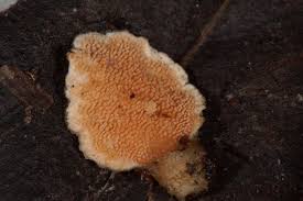 Attēlu rezultāti vaicājumam “Steccherinum ochraceum”