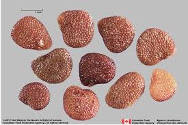 Attēlu rezultāti vaicājumam “Nicandra physalodes”