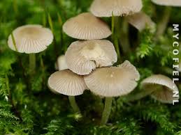 Attēlu rezultāti vaicājumam “Psathyrella pygmaea”