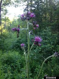 Attēlu rezultāti vaicājumam “Cirsium palustre”
