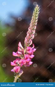 Image result for Onobrychis viciifolia