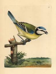 Image result for Cyanistes caeruleus