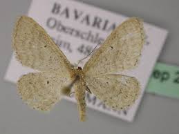 Attēlu rezultāti vaicājumam “Idaea sylvestraria”