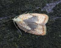 Attēlu rezultāti vaicājumam “Acleris forsskaleana”