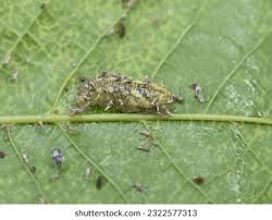 Attēlu rezultāti vaicājumam “Syrphus larva”
