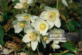 Image result for Christrose