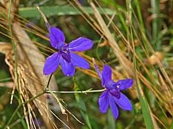 Image result for Consolida ajacis oder Consolida regalis