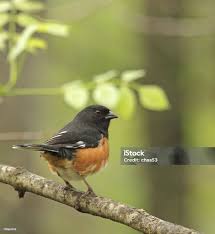 Image result for Pipilo erythrophthalmus