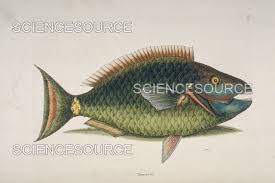 Image result for Sparisoma viride