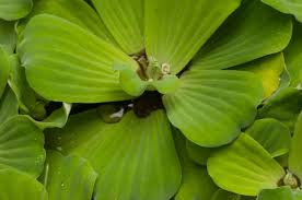 Attēlu rezultāti vaicājumam “Pistia stratiotes”