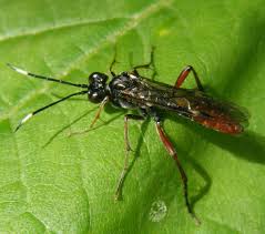 Attēlu rezultāti vaicājumam “Tenthredo scrophulariae exuvia”