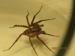 Attēlu rezultāti vaicājumam “Agelenidae”