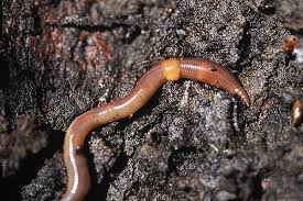 Attēlu rezultāti vaicājumam “Lumbricidae”