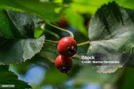 Attēlu rezultāti vaicājumam “Crataegus submollis fruit”