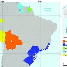 Attēlu rezultāti vaicājumam “Sacchiphantes abietis exuvia”