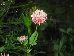 Attēlu rezultāti vaicājumam “Trifolium hybridum”