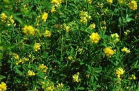 Attēlu rezultāti vaicājumam “Medicago sativa subsp. falcata”