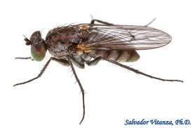 Attēlu rezultāti vaicājumam “Dolichopodidae”