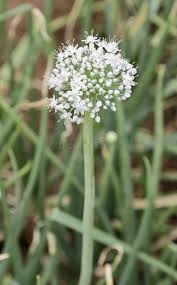Attēlu rezultāti vaicājumam “Allium cepa bud”