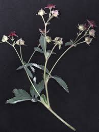 Attēlu rezultāti vaicājumam “Comarum palustre leaf”