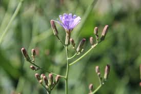 Attēlu rezultāti vaicājumam “Lactuca tatarica”