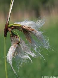 Attēlu rezultāti vaicājumam “Eriophorum angustifolium flower”