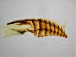 Attēlu rezultāti vaicājumam “Diprion pini female”