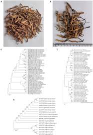 Attēlu rezultāti vaicājumam “Cordyceps stylophora”