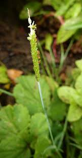 Attēlu rezultāti vaicājumam “Alopecurus aequalis flower”